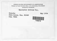 Hypoxylon rutilum image